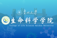 新葡萄8883官网AMG Logo